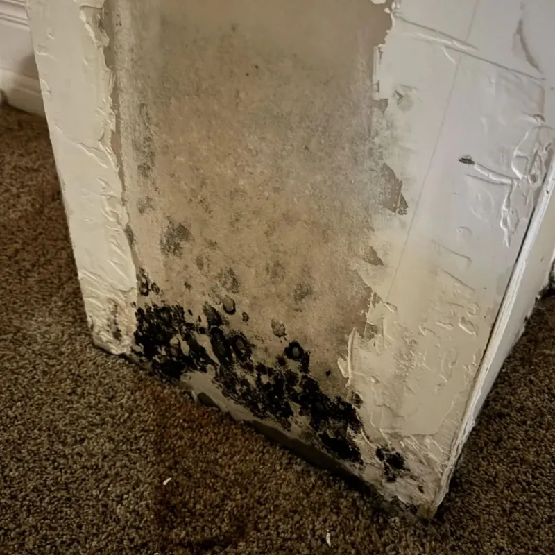 Professional Mold Removal in Seffner, FL
